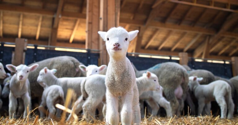 Top tips for healthy lambs