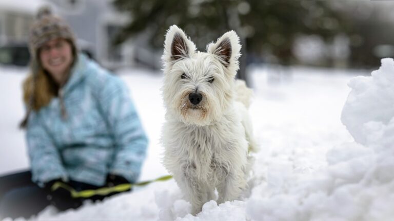 Tips to keep your pets safe and healthy in the cold