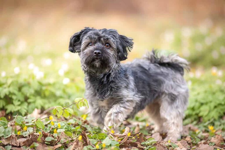 Havanese Grooming Guide: 4 Tips for a Healthy and Beautiful Coat – AZ Animals