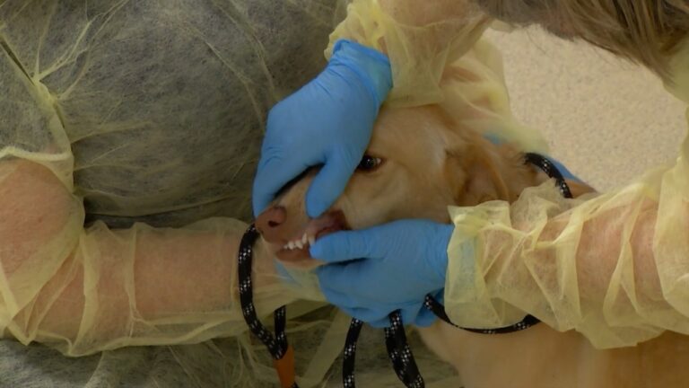 Veterinarians share tips for better dental health in pets