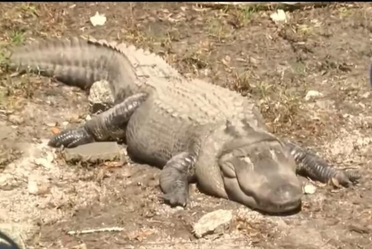 Watch: Alligator relocated from former Coca-Cola plant put on weight-loss diet