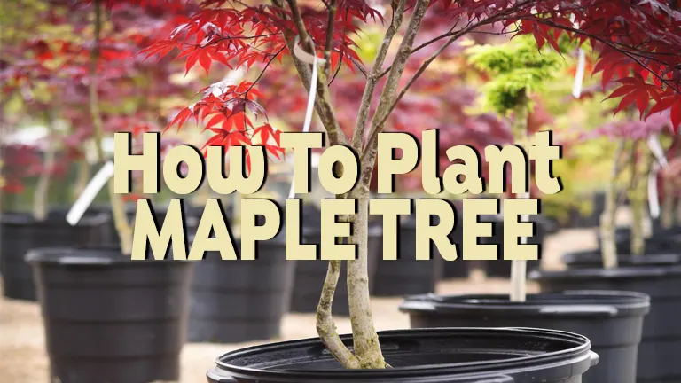 How to Plant Maple Tree: Tips for Healthy Roots and Foliage