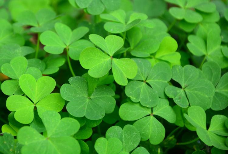 6 tips for a safe St. Paddy’s Day weekend | Health & Wellness Services