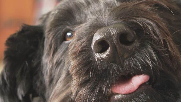 Five tips for keeping your pet’s mouth healthy