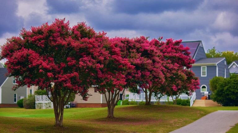 Must-Know Care Tips To Ensure A Healthy And Thriving Crepe Myrtle Tree