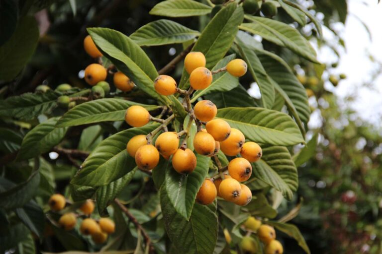 Loquat Fruit: Juicy Benefits to Know