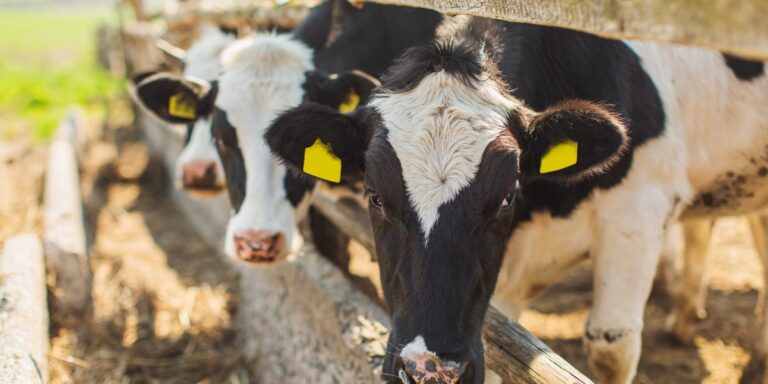 M&S spending $1.3M on diet plan for cows to reduce methane farts and burps