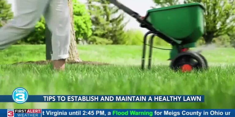 Tips to establish and maintain a healthy lawn – WSAZ